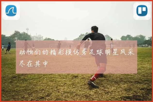动物们的精彩模仿秀足球明星风采尽在其中