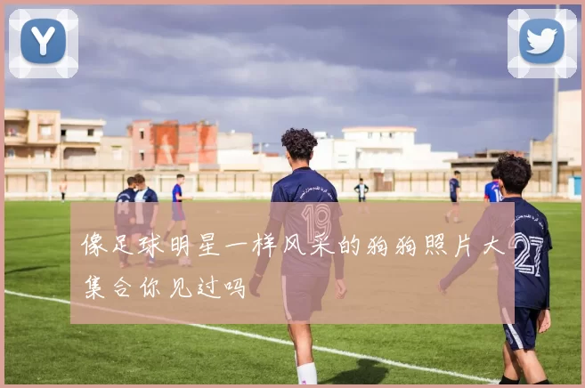 像足球明星一样风采的狗狗照片大集合你见过吗